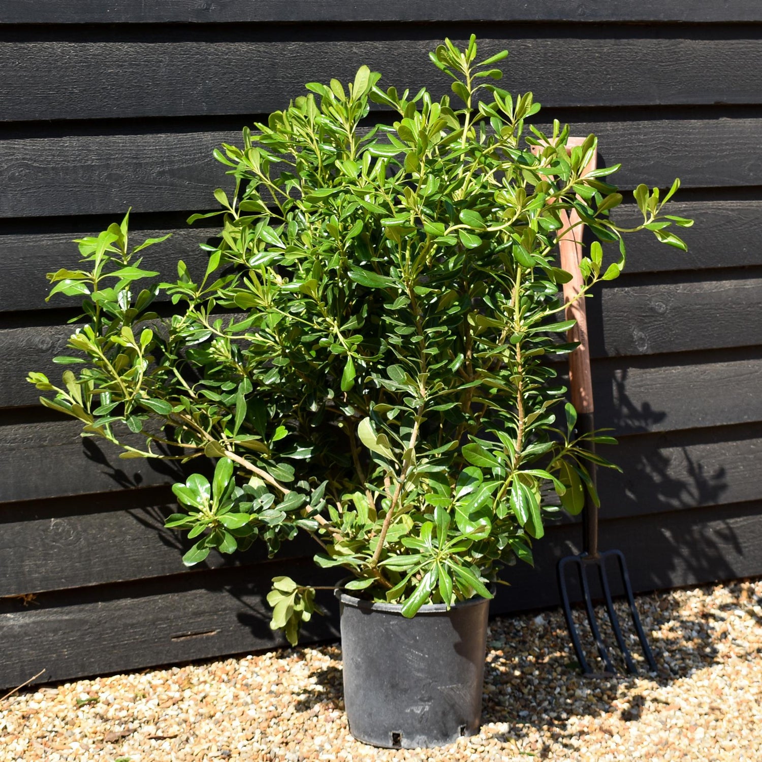 Pittosporum tobira - Shrub -  Height 80-100cm - 10lt