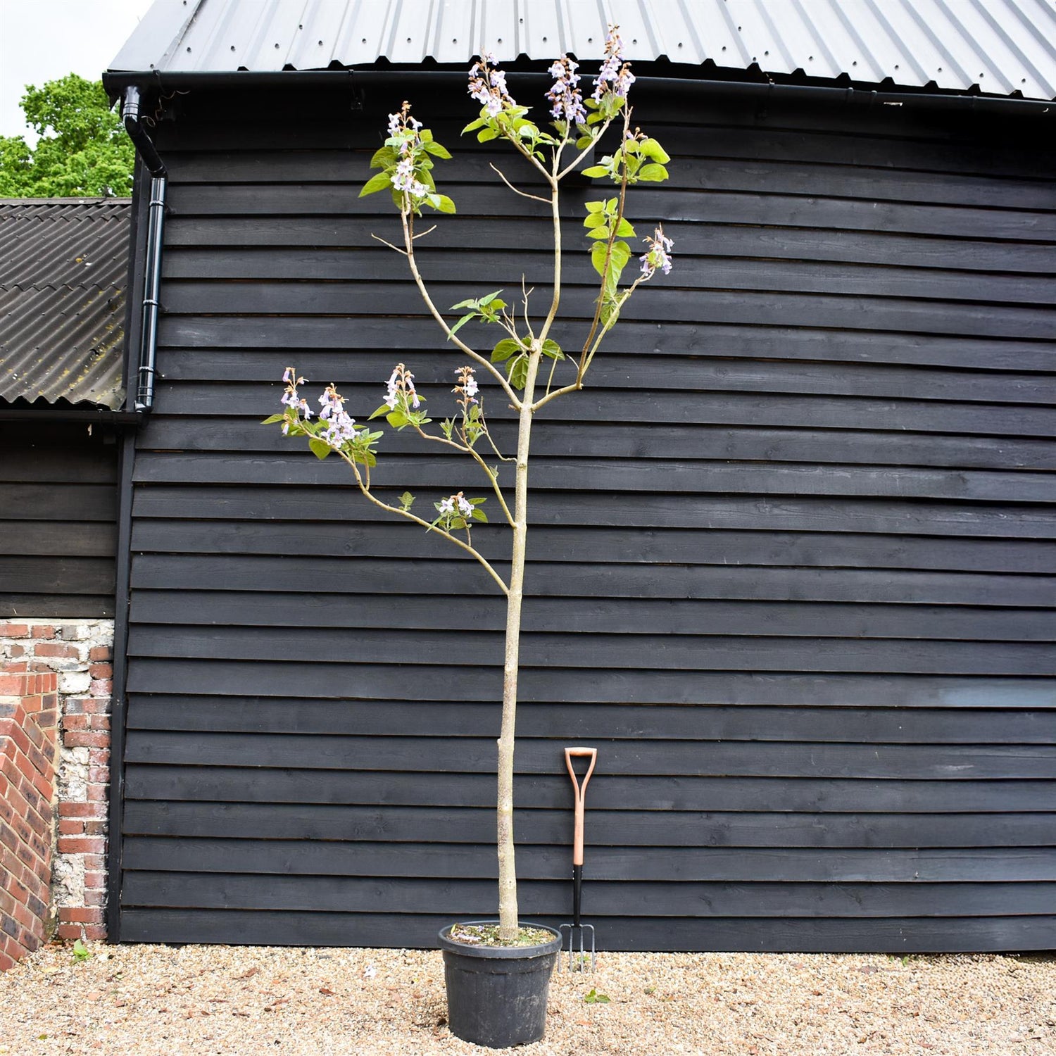 Paulownia tomentosa | Foxglove Tree - Girth 12-14cm - Height 300-350cm - 45lt