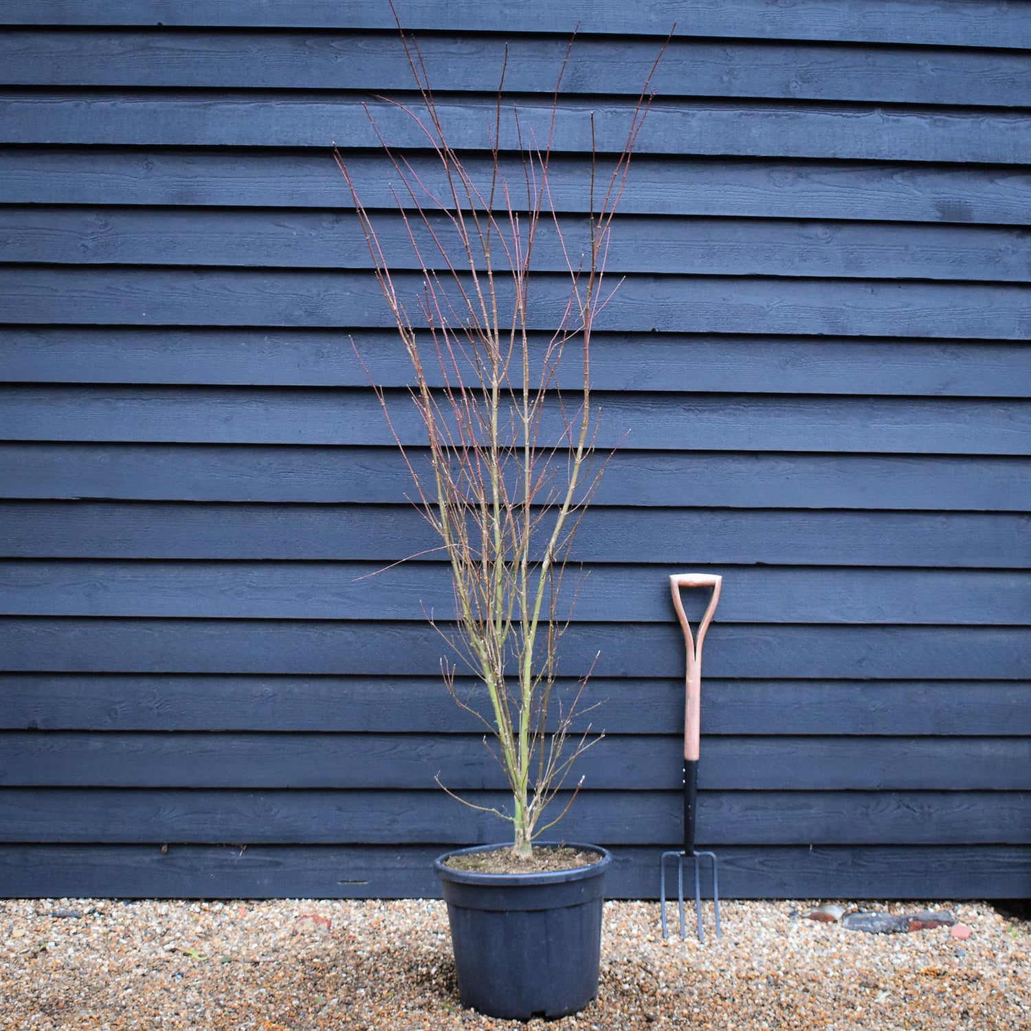 Japanese Maple | Acer palmatum 'Orange Lace' - Bushy - Height 180-190cm - 35lt