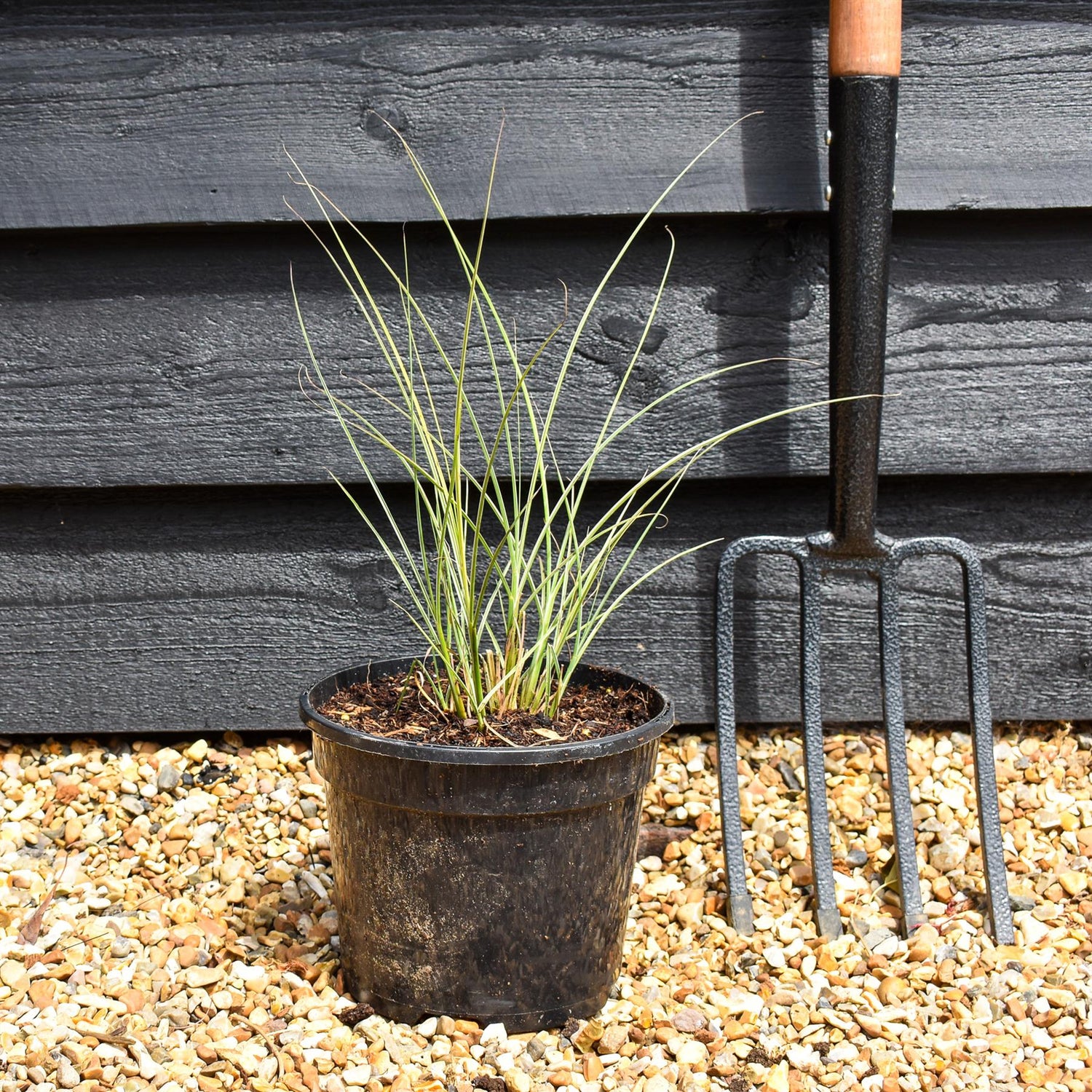 Miscanthus sinensis | Ornamental grass 'Morning Light' - 3lt