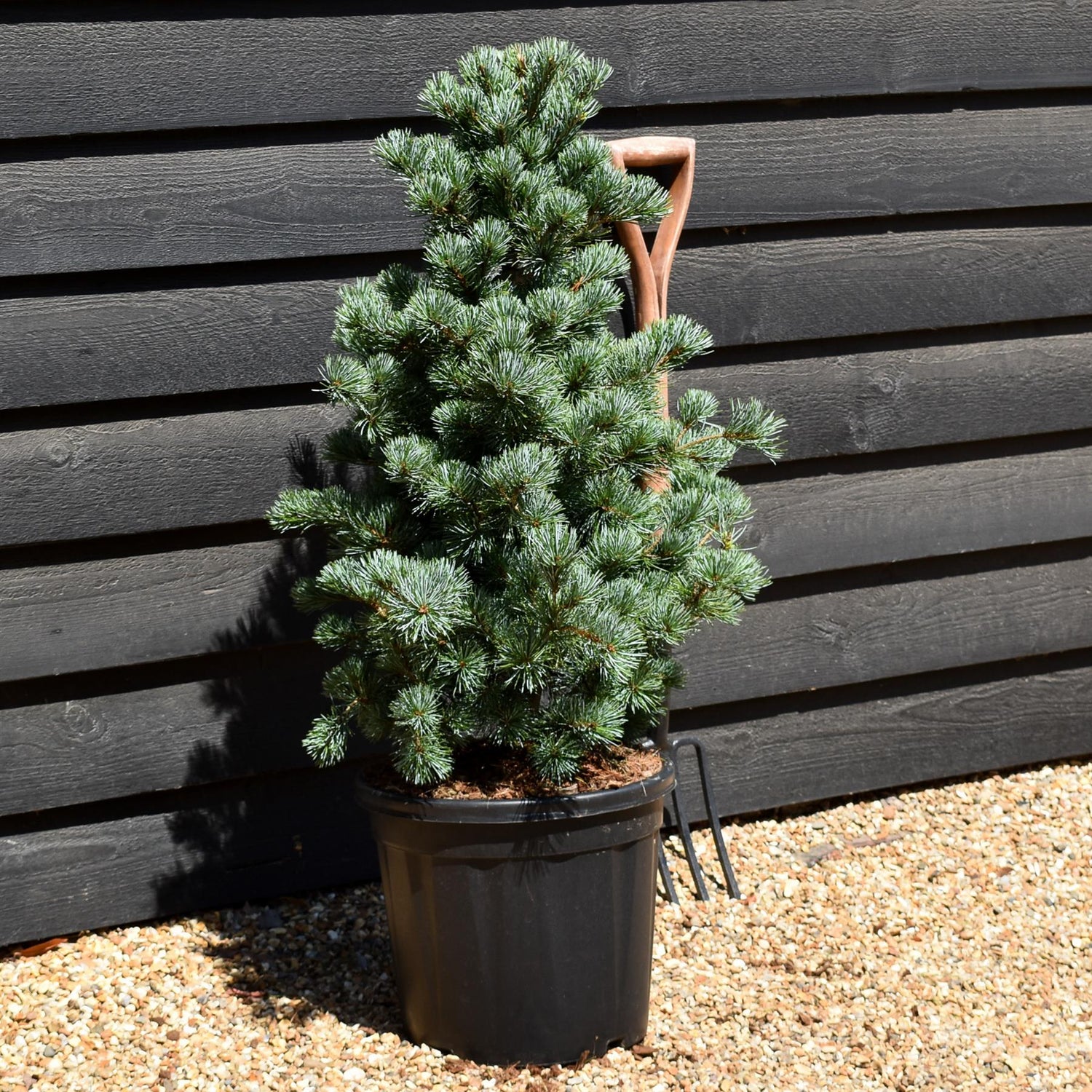 Pinus parviflora 'Negishi' | Japanese white pine - Height 80cm-90cm - Width 50cm-60cm - 20lt