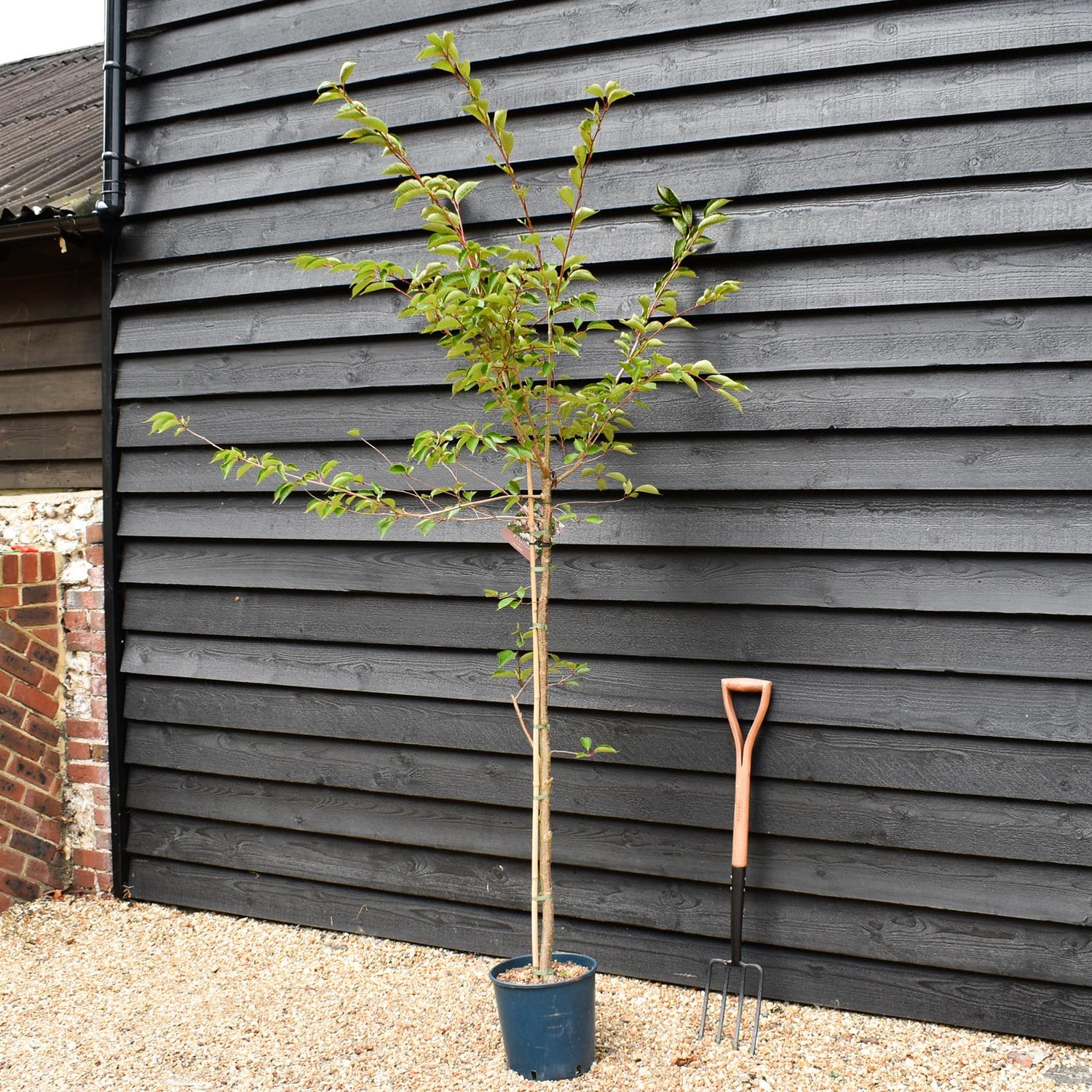 Prunus 'Accolade' | Cherry 'Accolade' - 180-220cm, 10lt