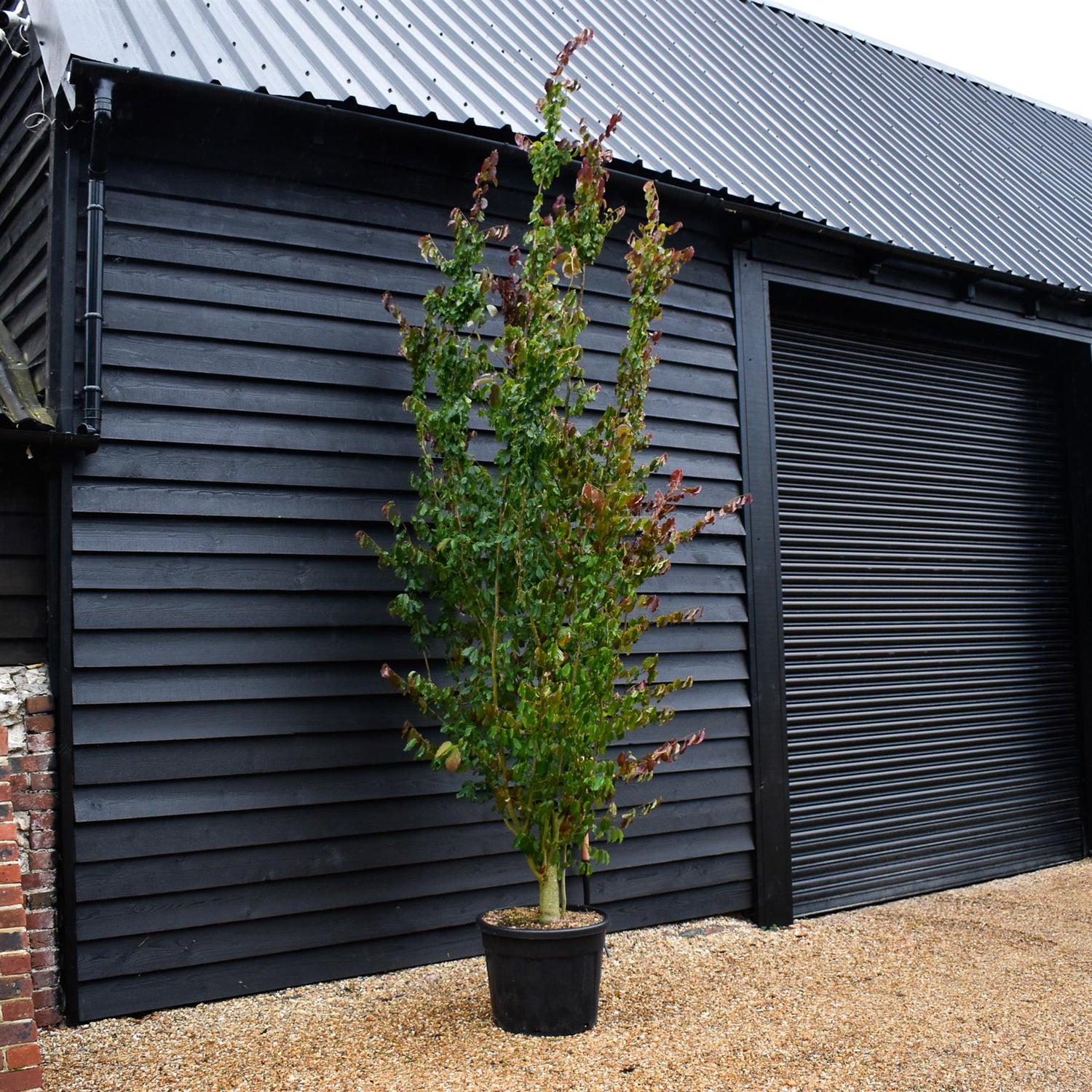 Persian Ironwood | Parrotia persica - Bushy, semi-mature - Height 330-350cm - 70lt