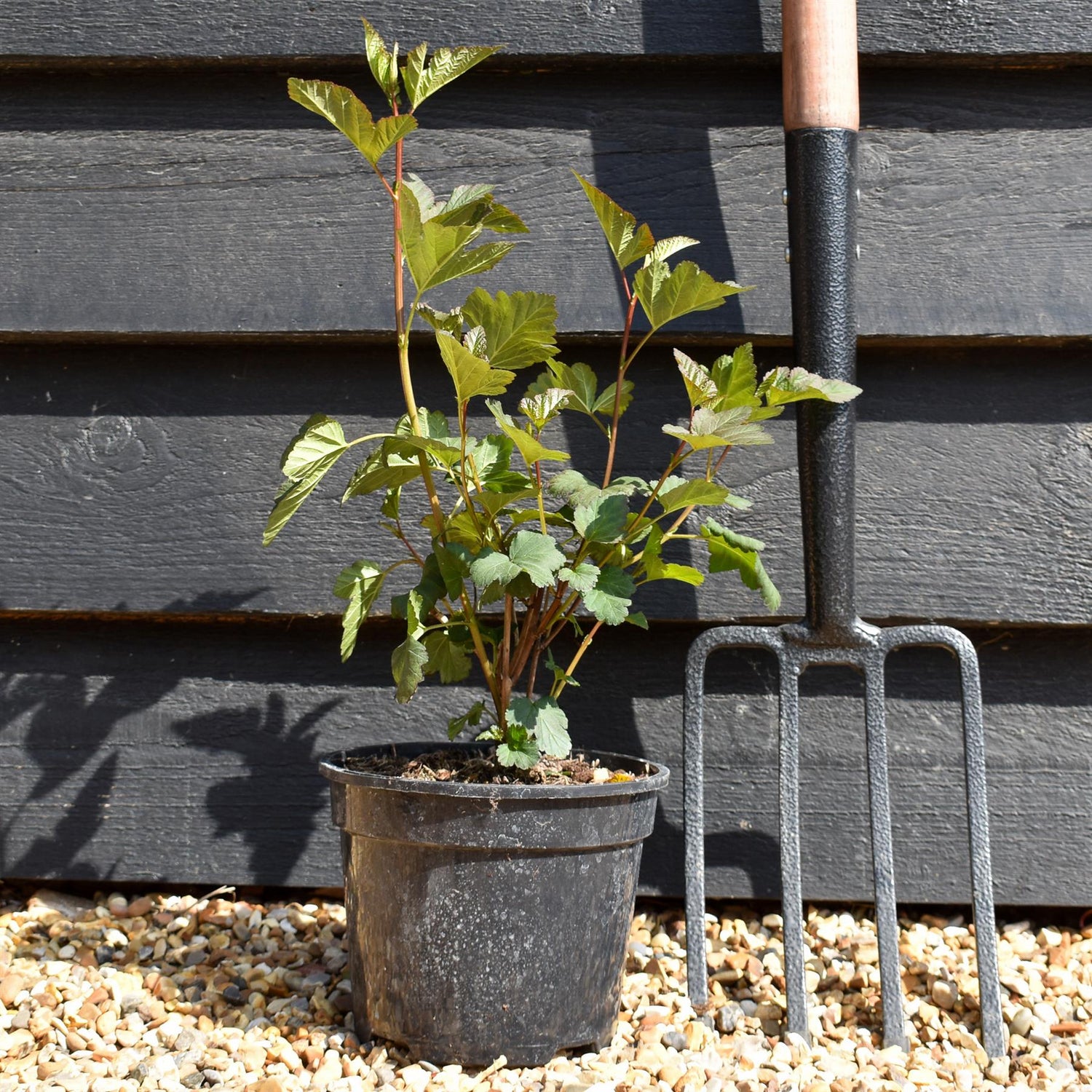 Cornus alba ' 'Nightfall'' | Dogwood - Shrub - Height 20-30cm - 2lt