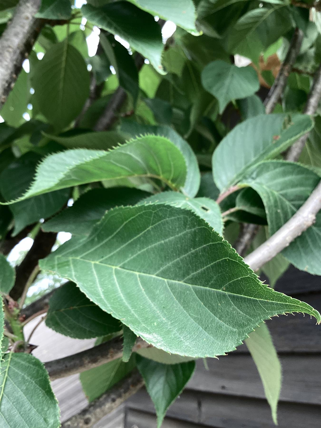 Prunus serrulata 'Kanzan' | Cherry ‘Kanzan’ - Girth 24cm - 400-420cm - 200lt