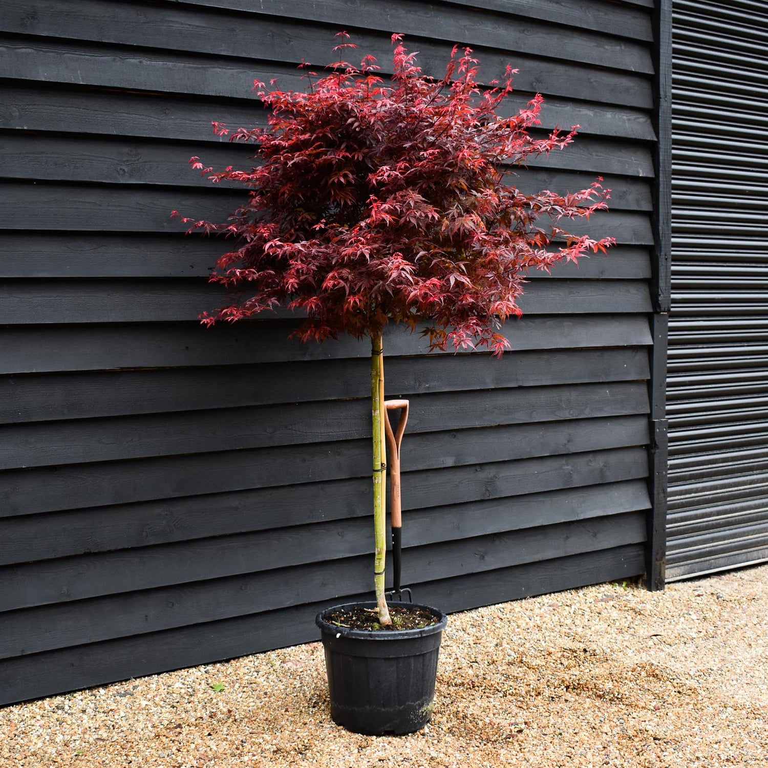 Japanese maple 'Skeeter's Broom' | Acer palmatum - Clear Stem 90cm - Height 180-220cm - 35lt