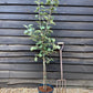 Apple tree 'Bramley's Seedling' | Malus domestica - MM106 - Semi-Dwarfing - 150-160cm - 10lt