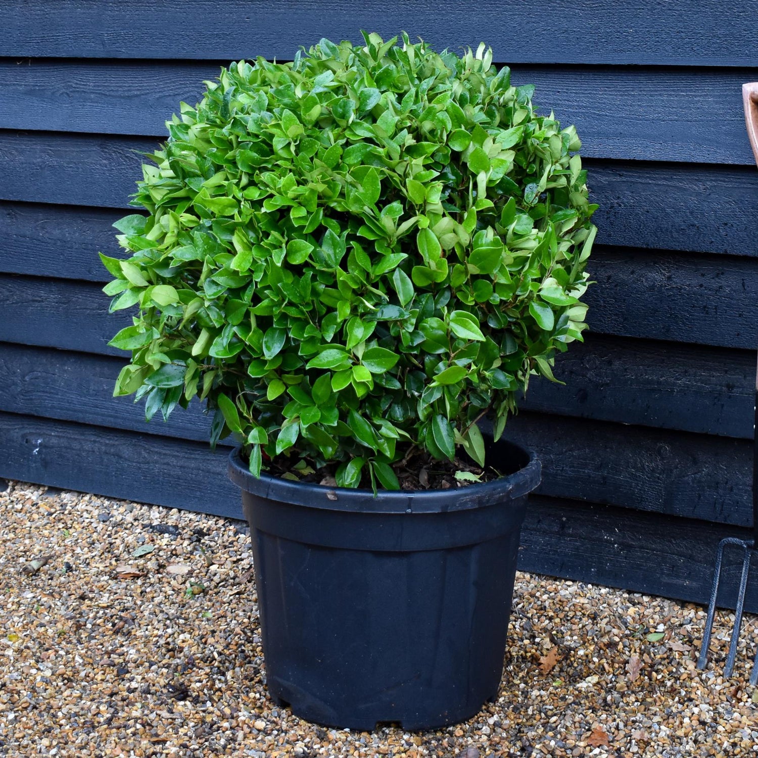 Japanese Privet tree | Ligustrum japonicum - Clear Stem 180cm - Height 220-260cm - Girth 8-10cm - 30lt