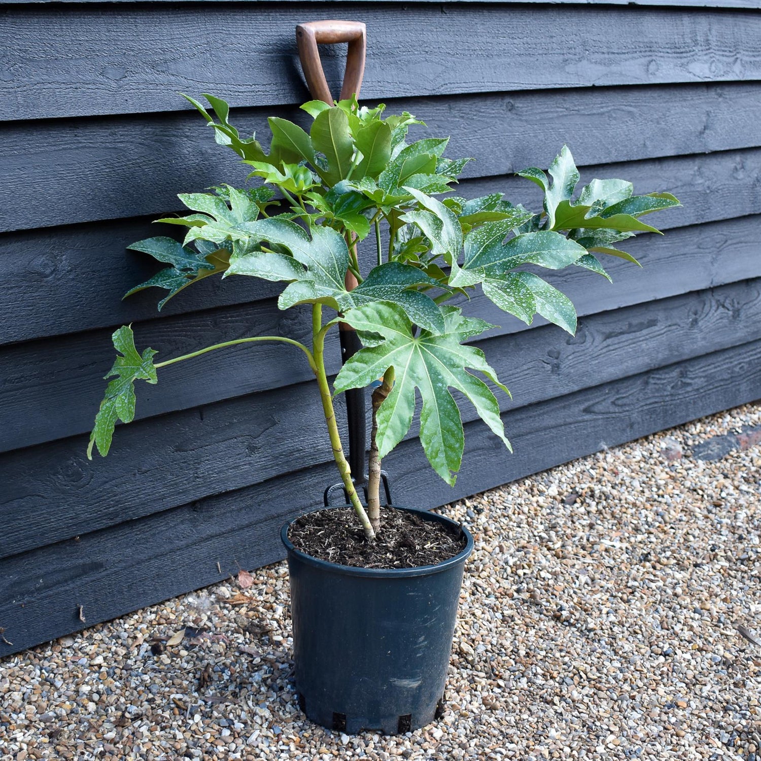 Fatsia japonica (Japanese aralia) - Height 50-80cm -12lt