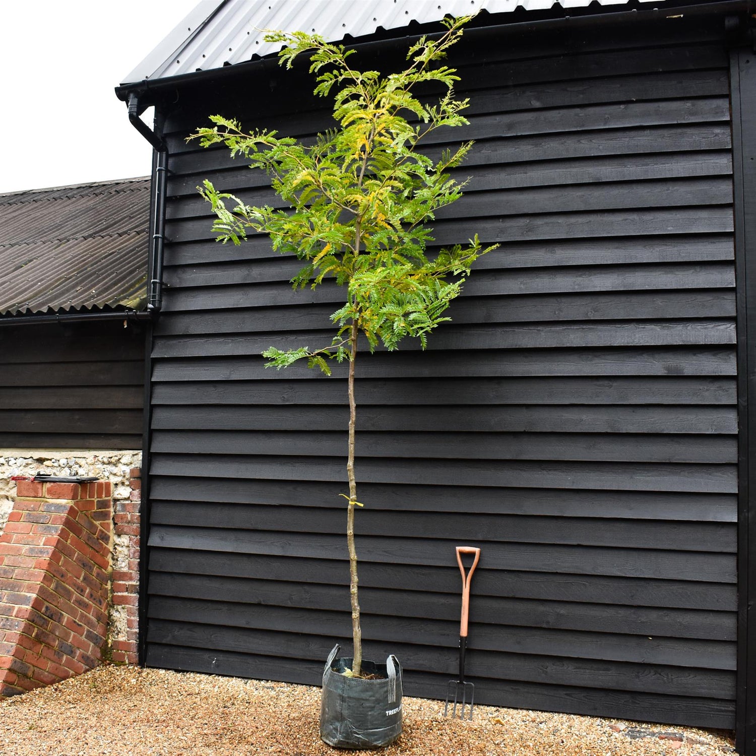 Gleditsia triacanthos Sunburst | Honey Locust 'Sunburst' - Clear Stem - Girth 8-10cm - Height 330-350cm - 45lt