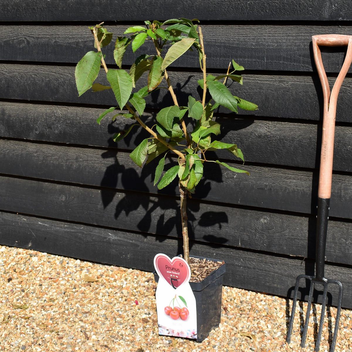 Prunus avium 'Sunburst'  - Patio Rootstock - Height 80-100cm, 7lt