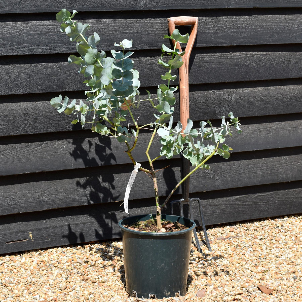 Eucalyptus cinerea - Bushy - Height 70-90cm - 12lt