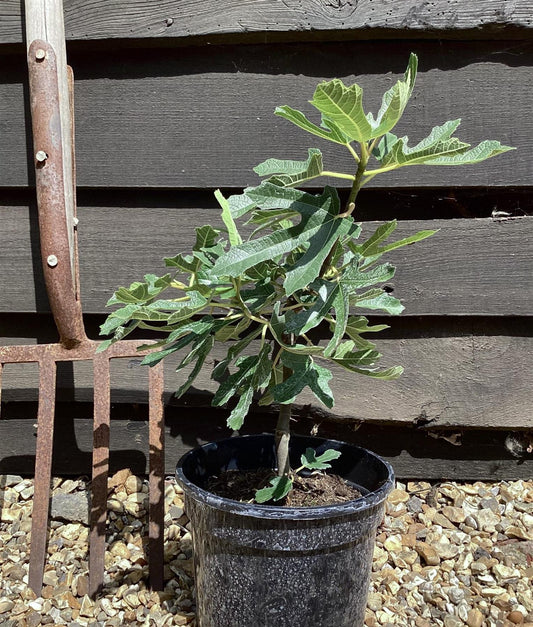 Fig | Ficus carica 'Little Miss Figgy' - Shrub - 20-30cm - 3lt
