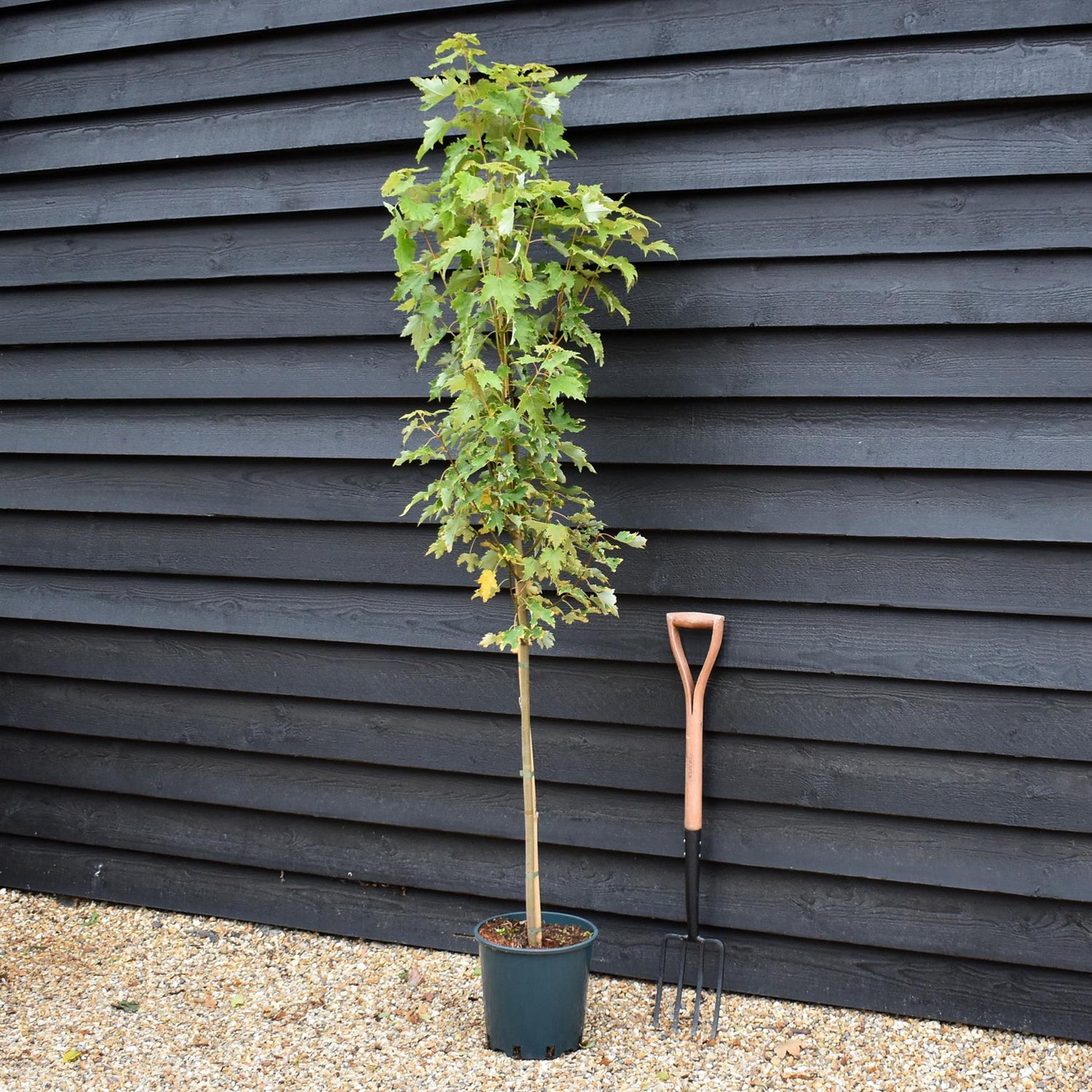 Acer Rubrum ' Armstrong Gold' - Height 180-210cm - 12lt