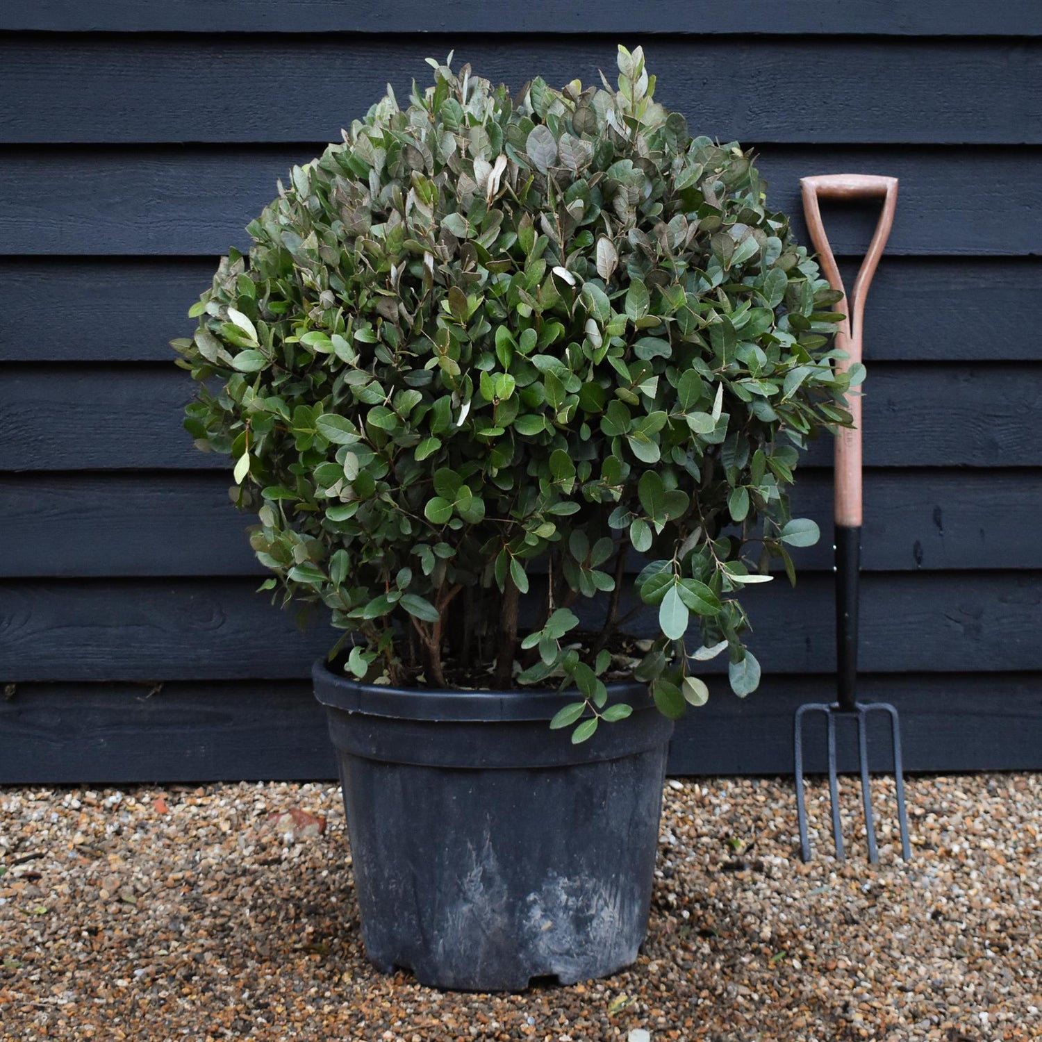 Feijoa (acca) sellowiana | Pineapple Guava - Ball Shape - Height 80cm - Width 70cm - 45lt