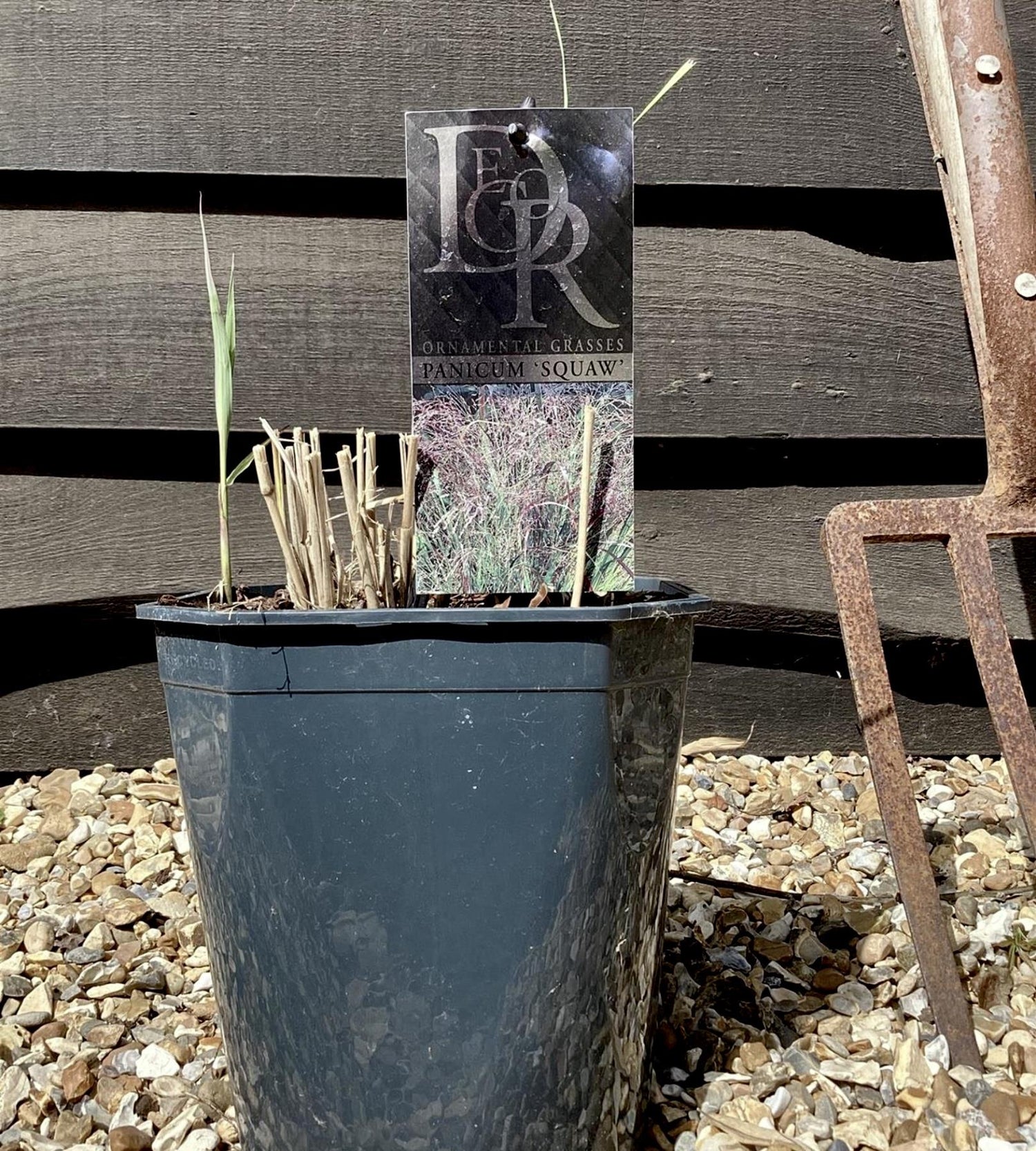 Miscanthus sinensis | Ornamental grass 'Squaw' - 5lt