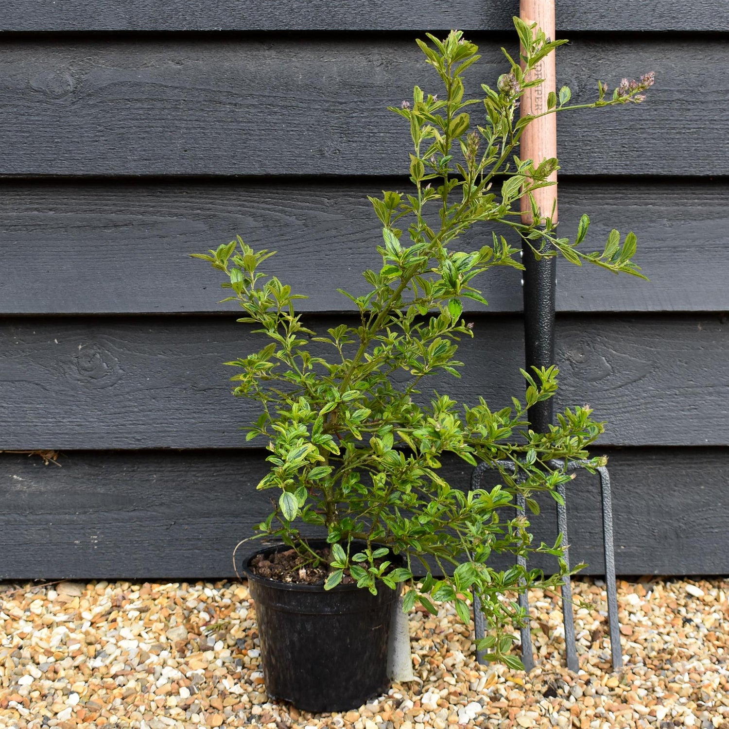 Ceanothus El Dorado | Californian lilac ‘El Dorado' - 15-35cm, 2lt
