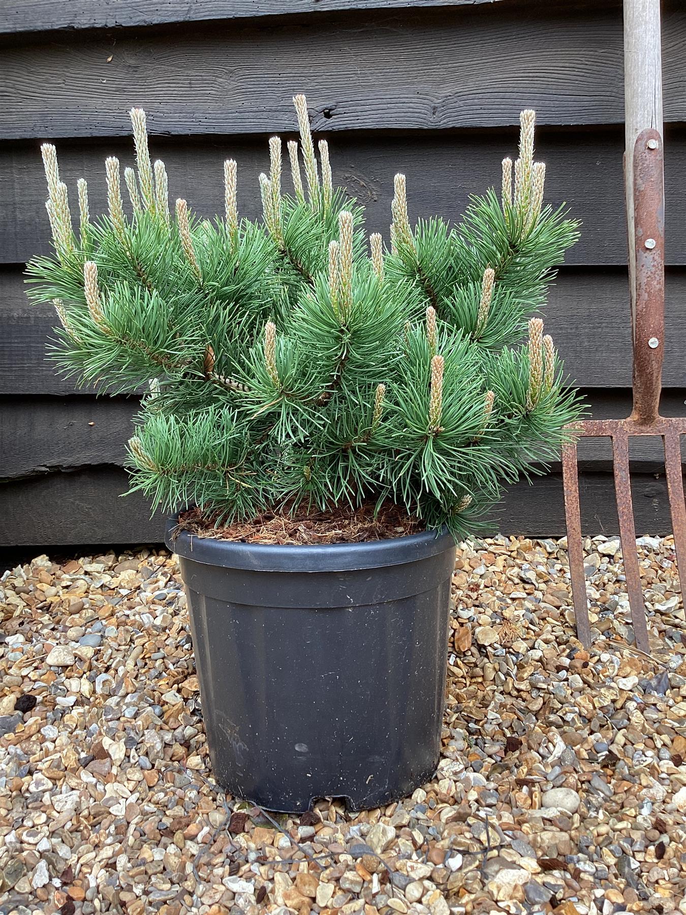 Pinus mugo 'Krauskopf' | Dwarf mountain pine - 60-70cm - 11lt