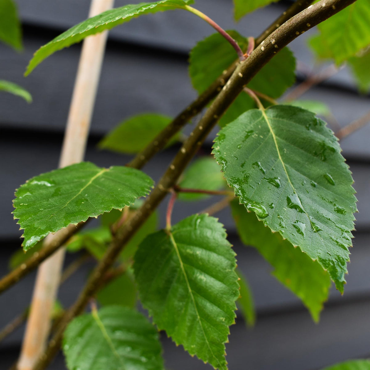 Betula utilis jacquemontii | Kashmir Birch - Multistem - 280cm, 20lt