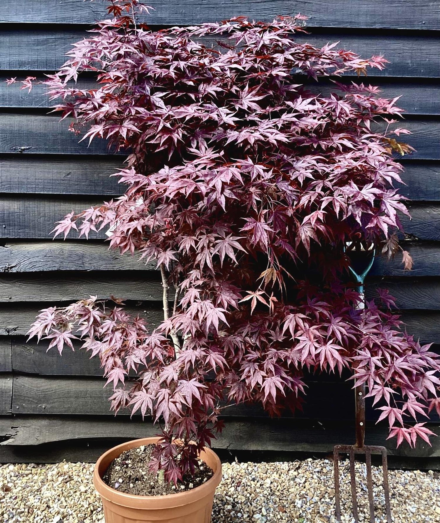 Acer palmatum 'Bloodgood' | Japanese maple 'Bloodgood' - 100-150cm - 30lt