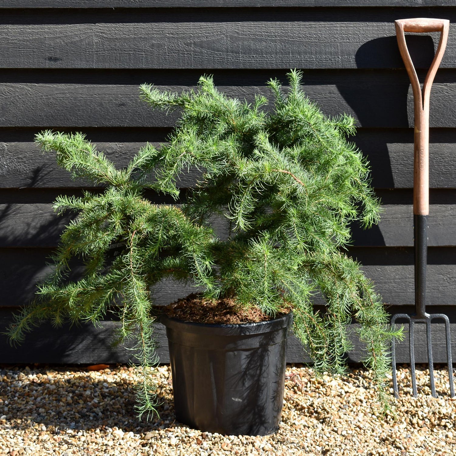 Larix decidua 'Little Bogle' | European larch -  Height 50-60cm - Width 70cm - 18lt
