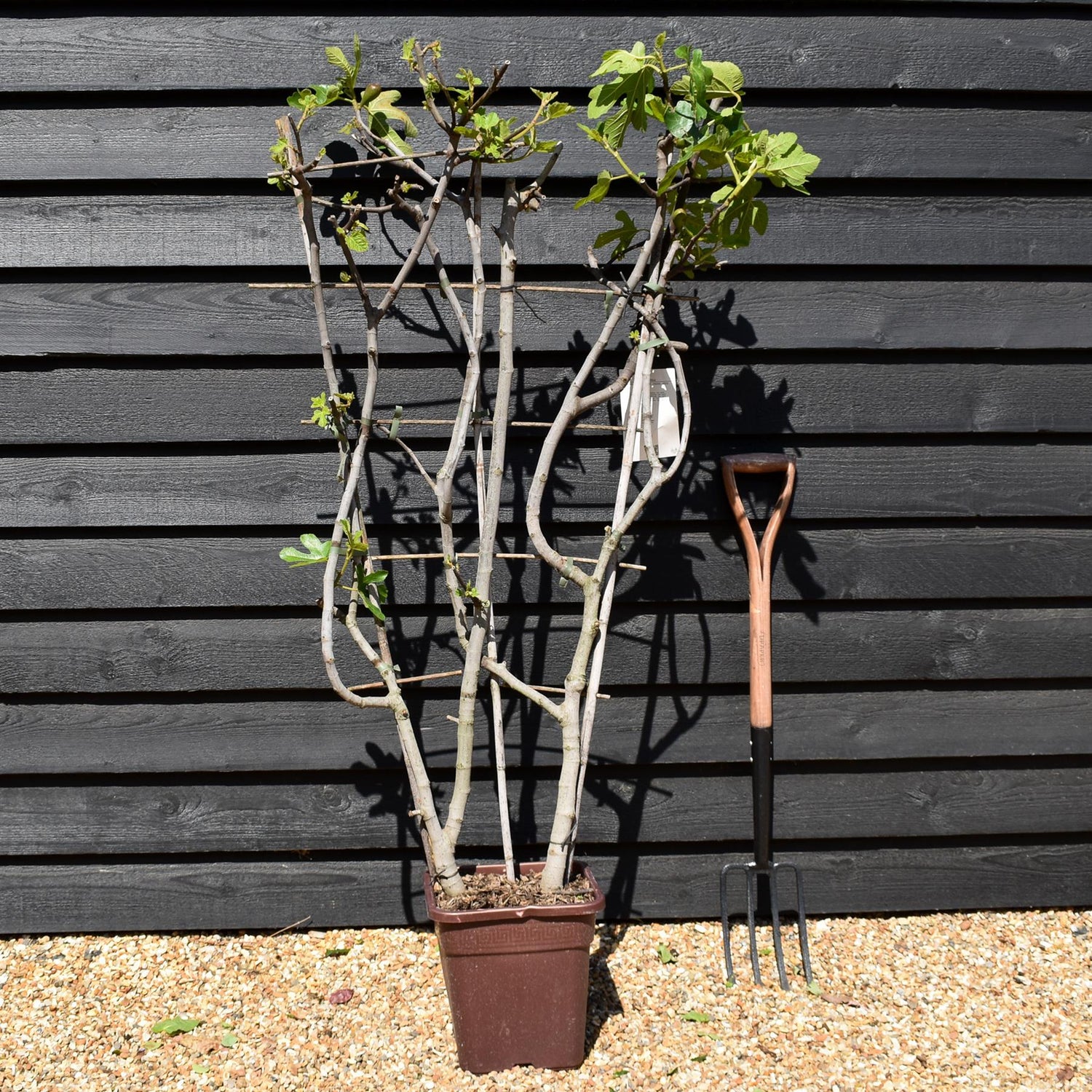 Fig - Ficus carica  'Noire de Caromb' - Frame - Height 130-140cm - 15lt
