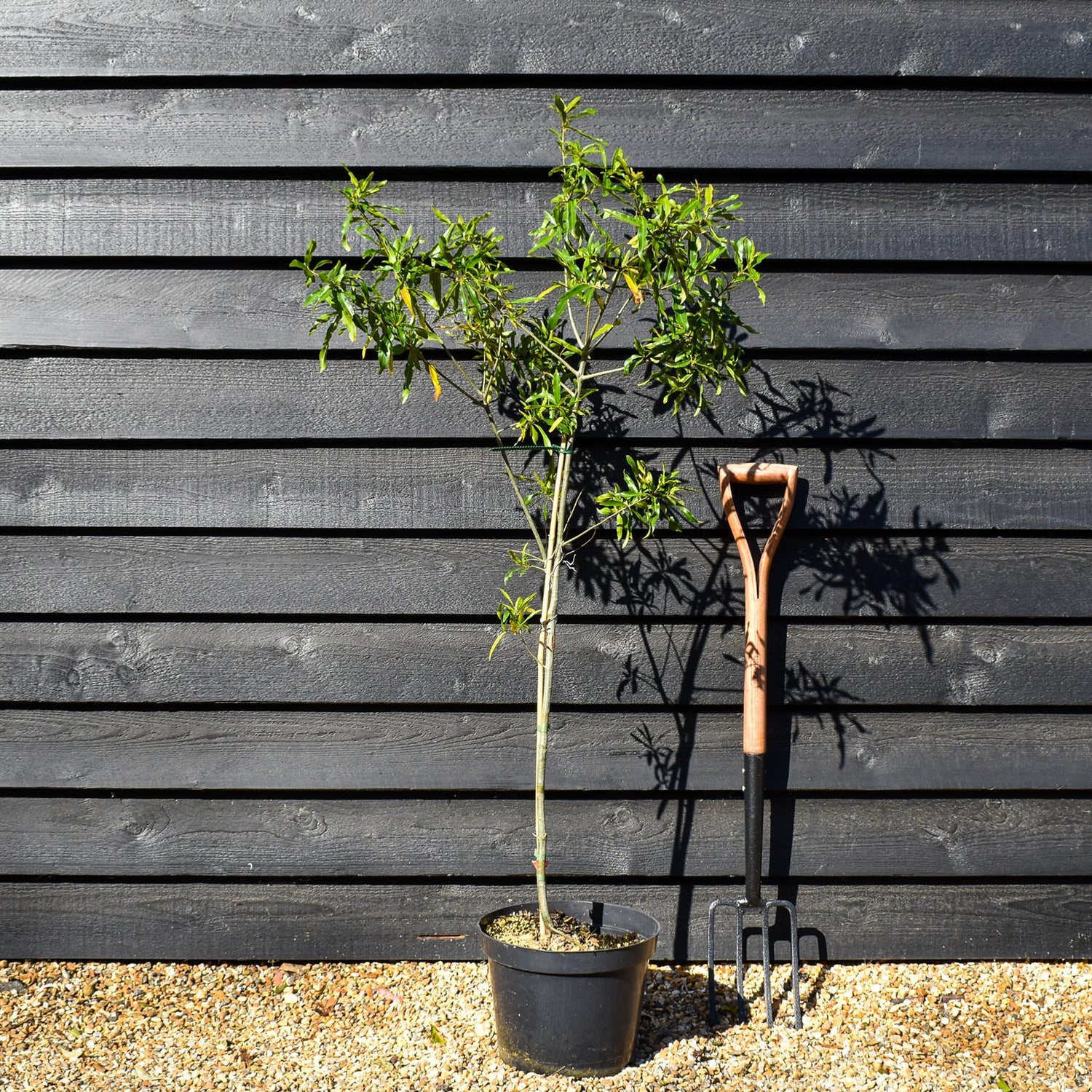 Willow Oak | Quercus phellos - Height 140-160cm - Pot Grown - 10lt