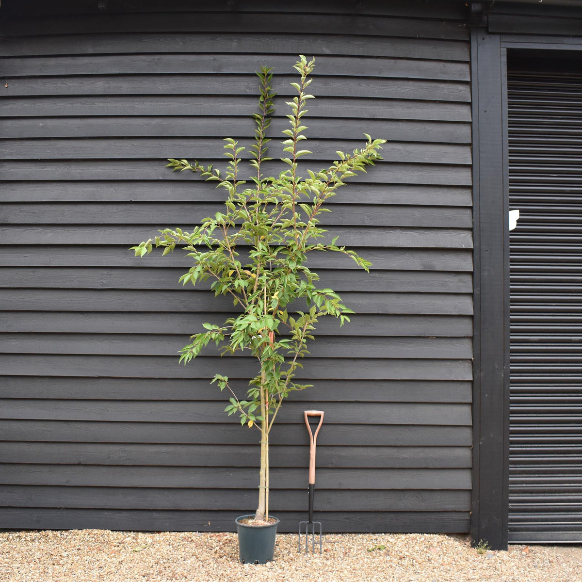 Prunus Royal Flame | Prunus 'Mieke' - Height 190-210cm - 10lt