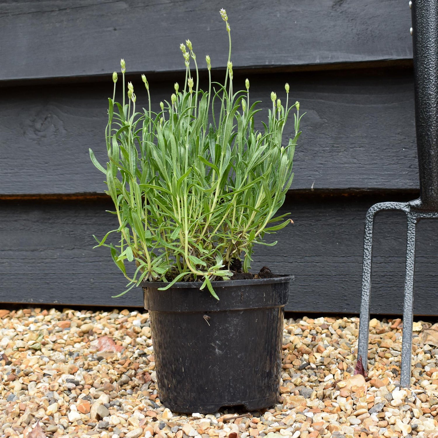 English Lavender 'Munstead' - 10-30cm, 2lt