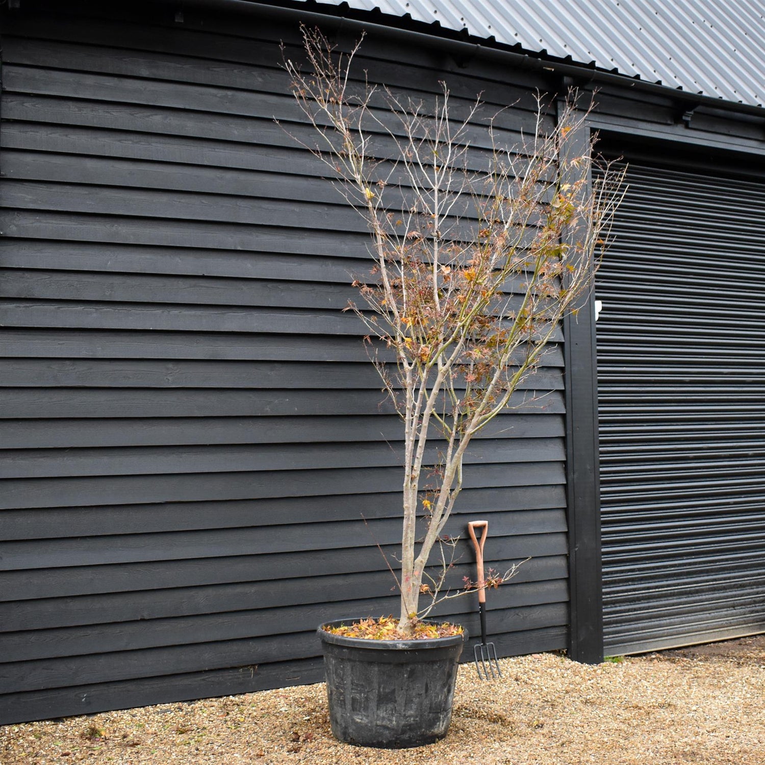 Acer palmatum Linearilobum | Japanese maple  'Inosukaza' - Specimen Tree - Height 300-330cm - 180lt