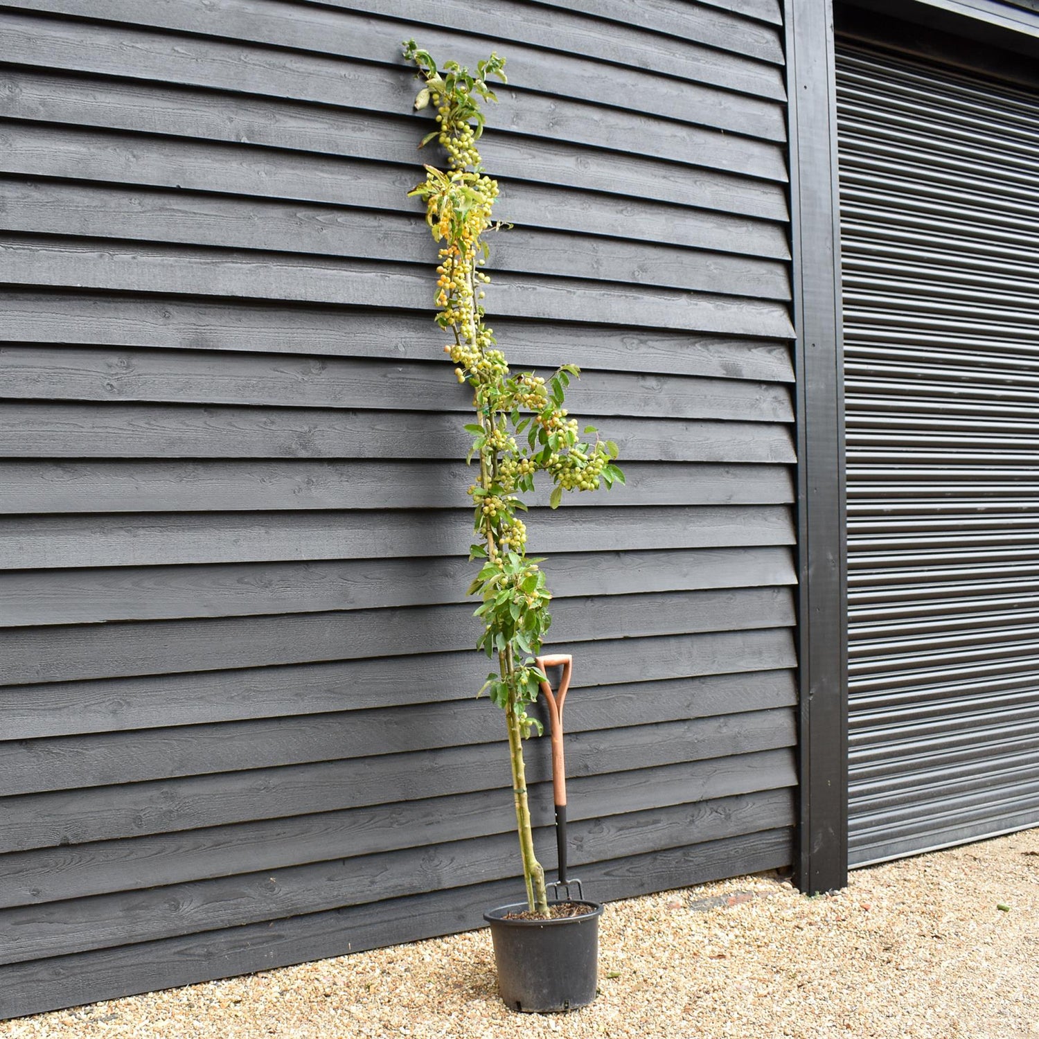 Malus 'Golden Hornet' | Flowering Crab Apple Tree, Height 240-260cm - 20lt