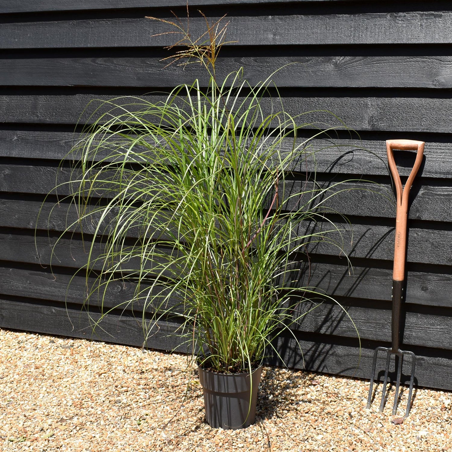 Miscanthus sinensis 'Yaku Jima' - Grass - Herbaceous Perennial - Height 80-90cm - 6.5lt