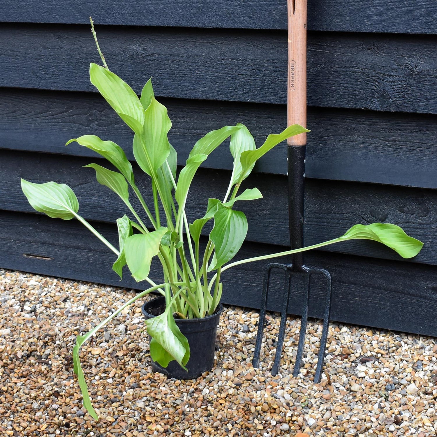 Hosta 'Royal Standard' - Deciduous Perennial - Height 50-60cm - 2lt