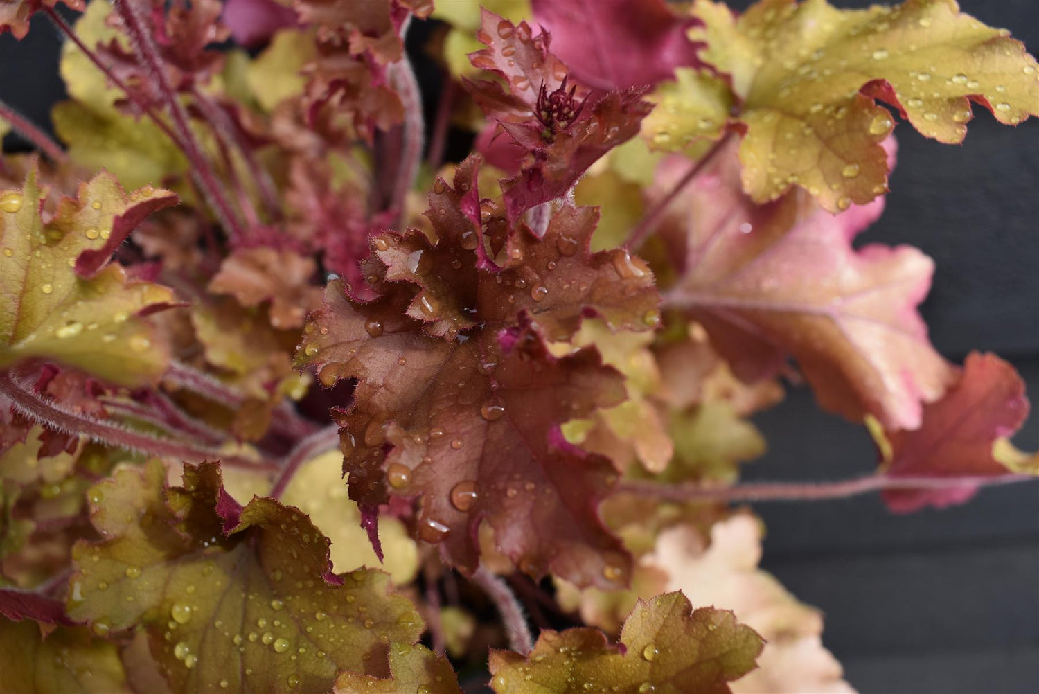 Heuchera 'Marmalade' | Alum Root 'Marmalade' | Coral Bells - 20-30cm, 3lt