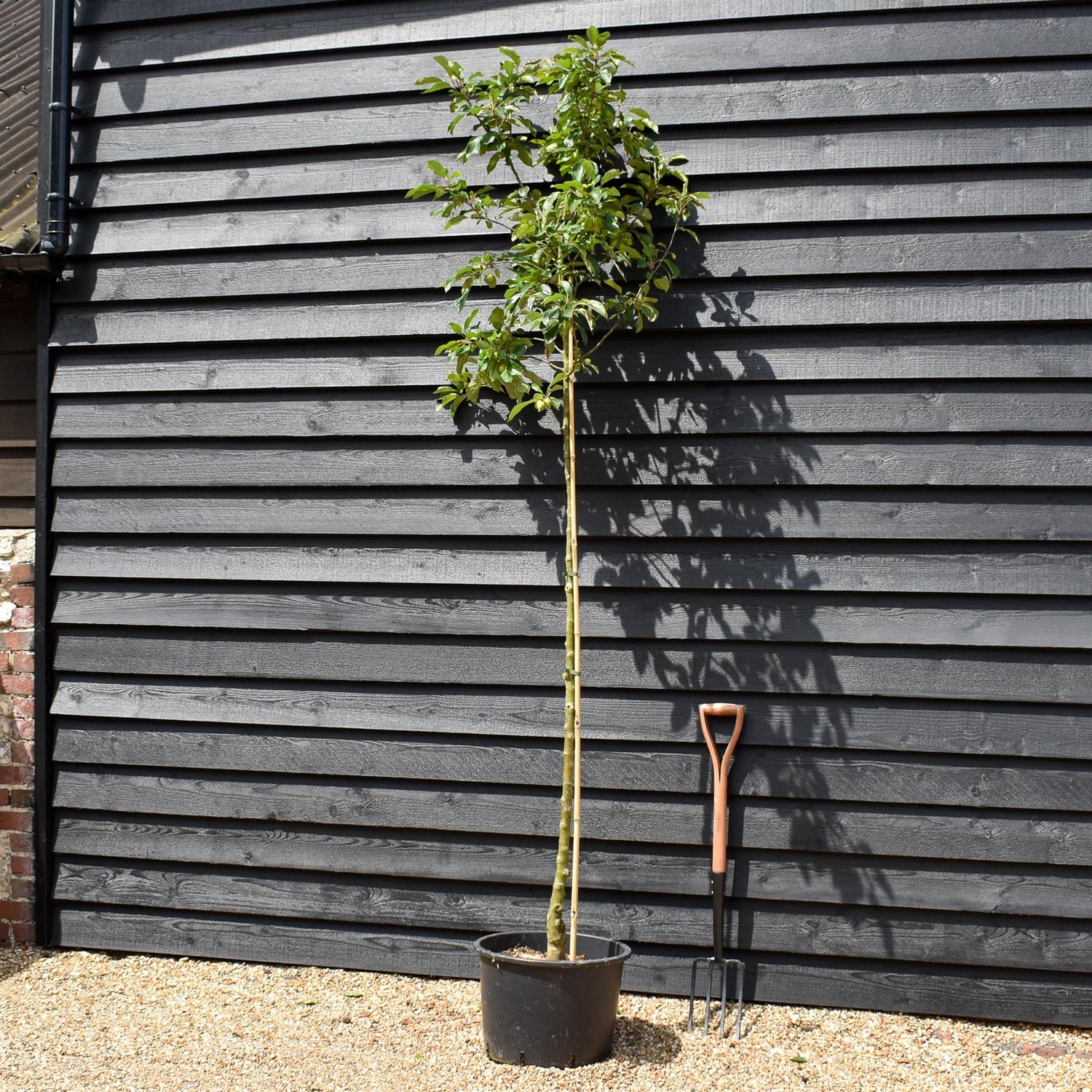Crab Apple 'John Downie' | Malus  - Clear Stem - Height 250-300cm - Girth 6-8cm - 45lt