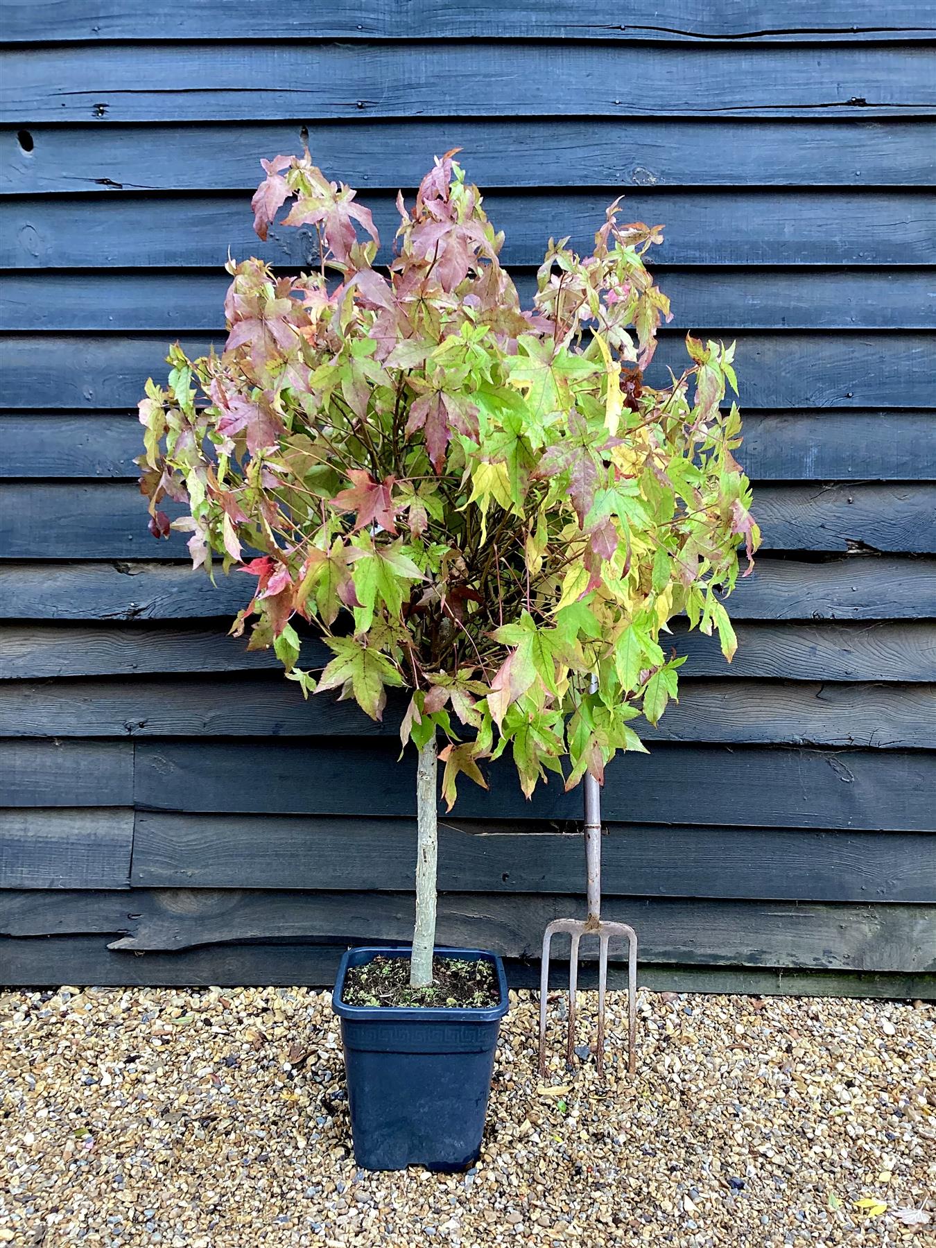 Liquidambar styraciflua 'Gum Ball' | Sweet gum 'Gum Ball' - 100-120cm, 15lt