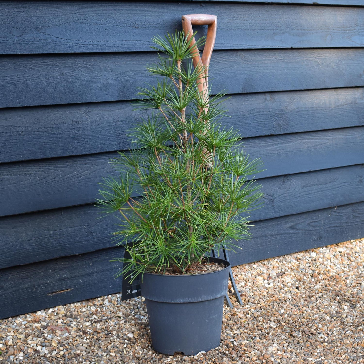 Sciadopitys Verticillata | Japanese umbrella tree - Height 50-70cm - 11lt