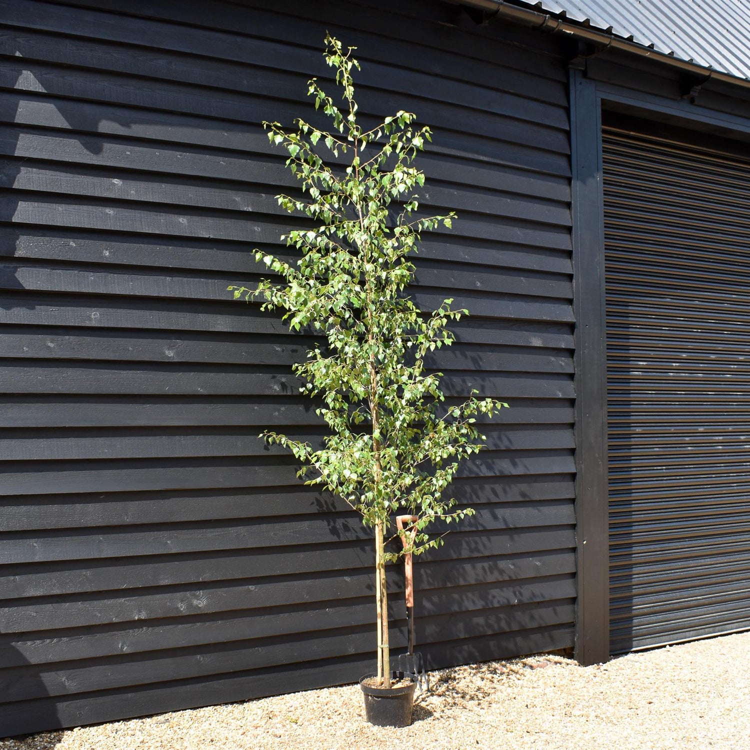 Silver Birch| Betula Pendula - Girth 10-12cm -  Height -200-250cm - 12lt