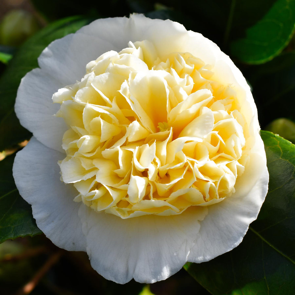 Camellia Brushfields Yellow - Height 80-100cm - 25lt