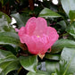 Camellia sasanqua Plantation Pink - 375cm, 250lt