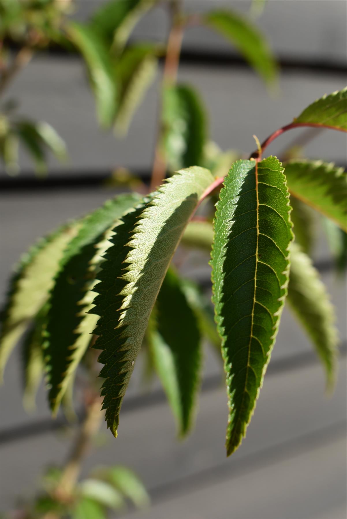 Prunus Pandora | Cherry 'Pandora' - 230-260cm, 20lt