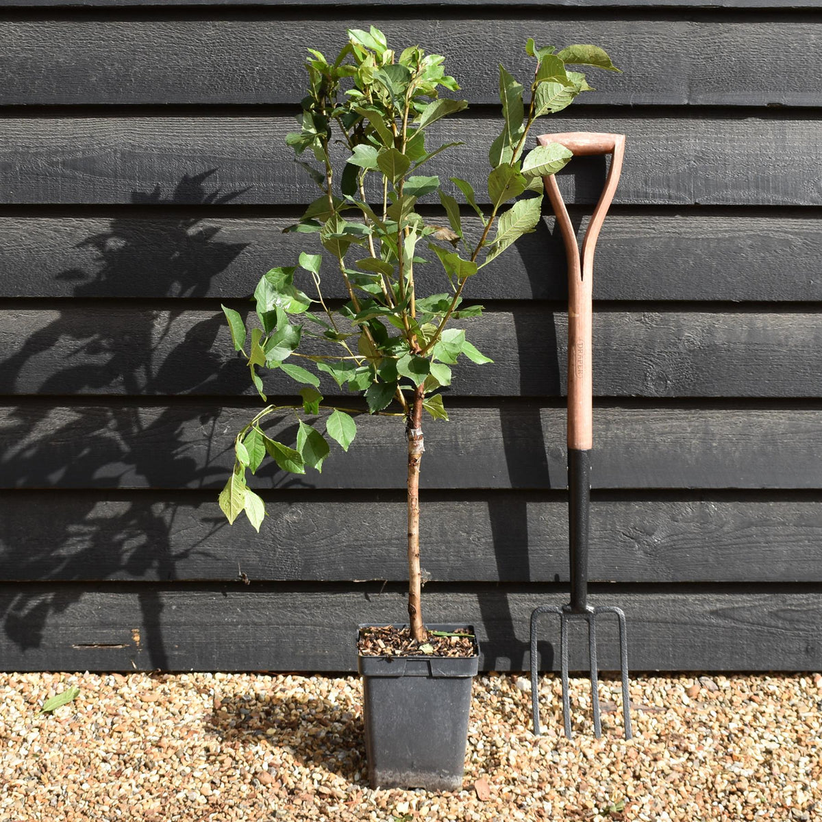 Prunus cerasus 'Morello'  - Patio Rootstock - Height 80-100cm - 7lt