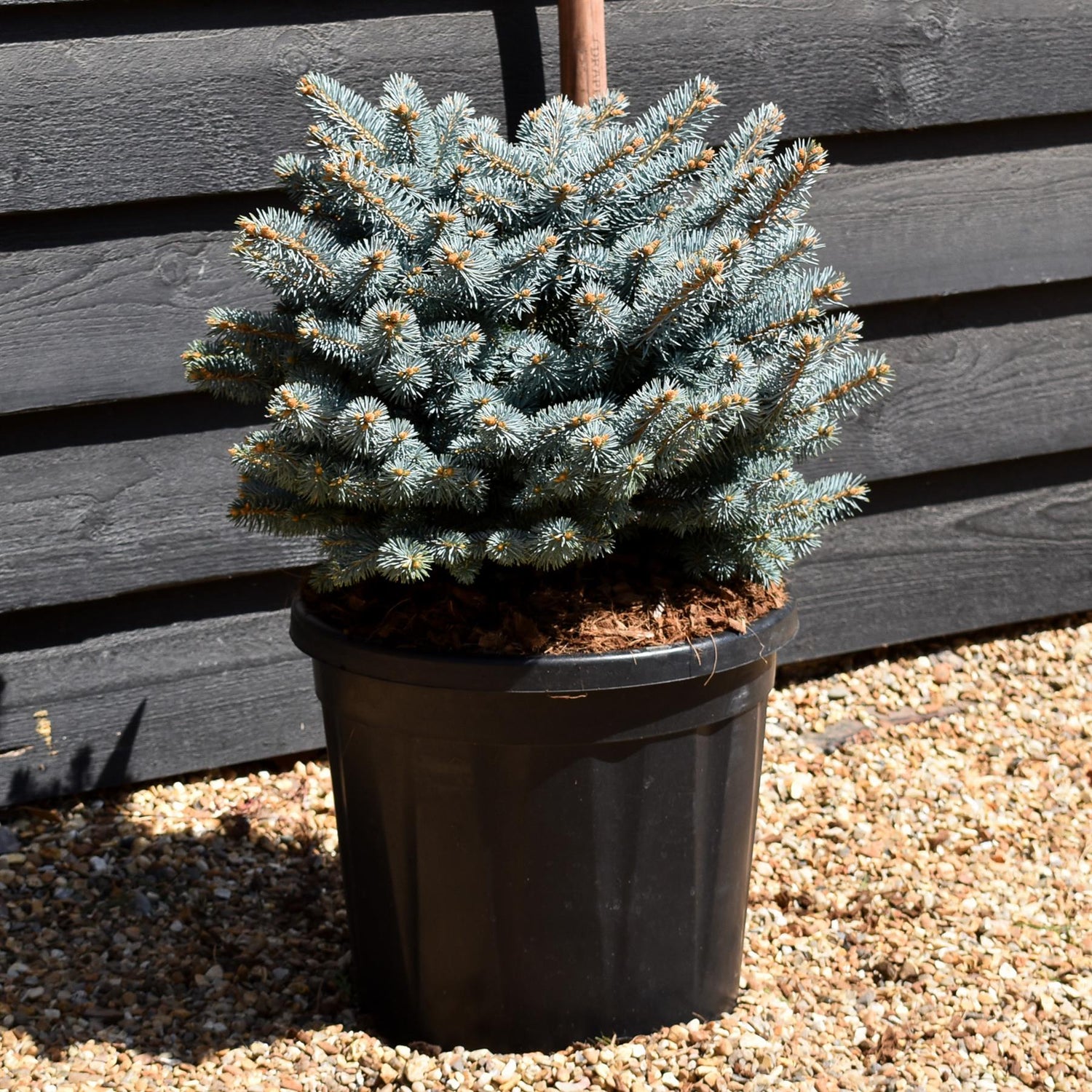 Picea pungens 'Glauca Globosa' | Colorado spruce 'Globosa' - Height 40cm - Width 40cm - 20lt