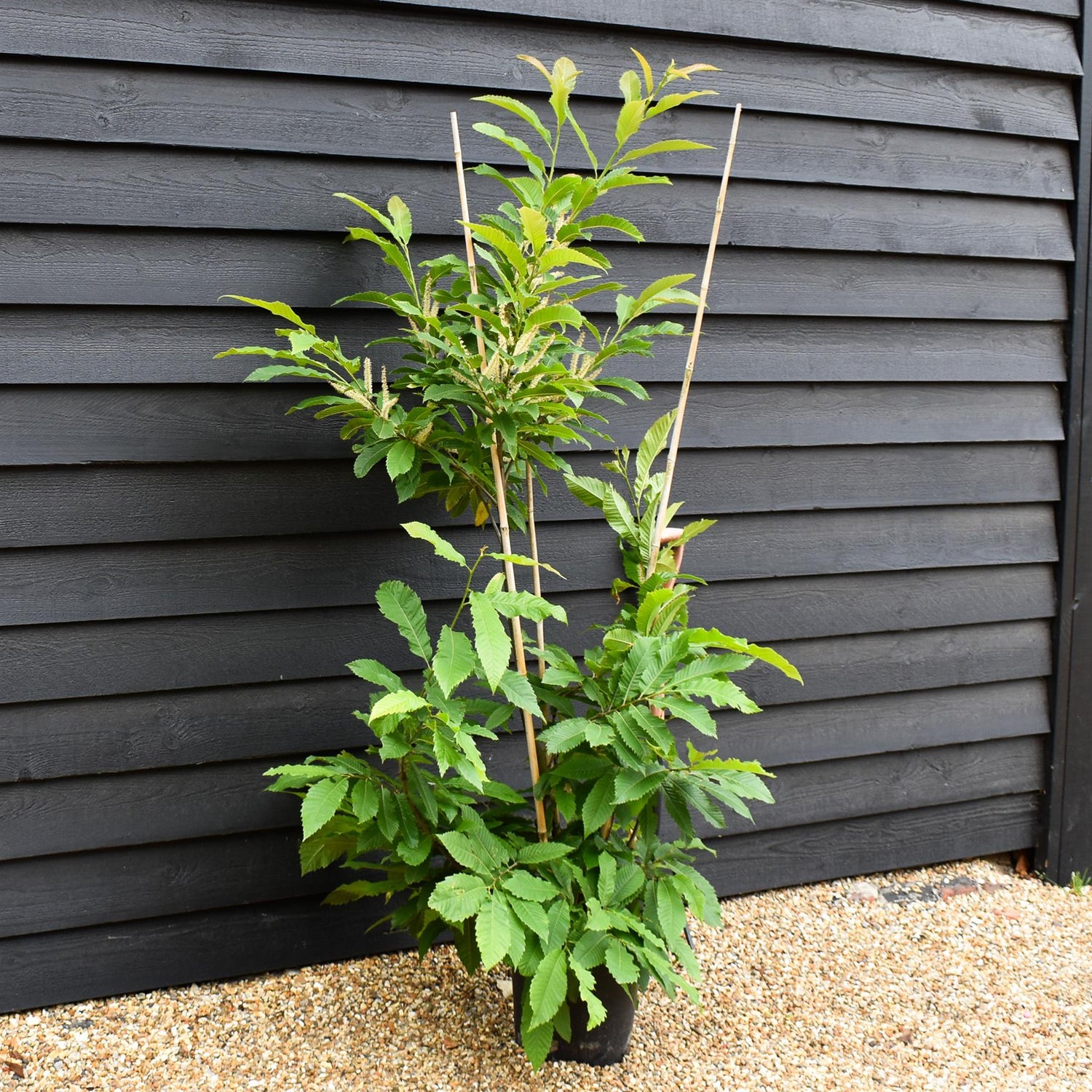Sweet Chestnut | Castanea sativa - Multistem - Height 150-200cm - 12lt