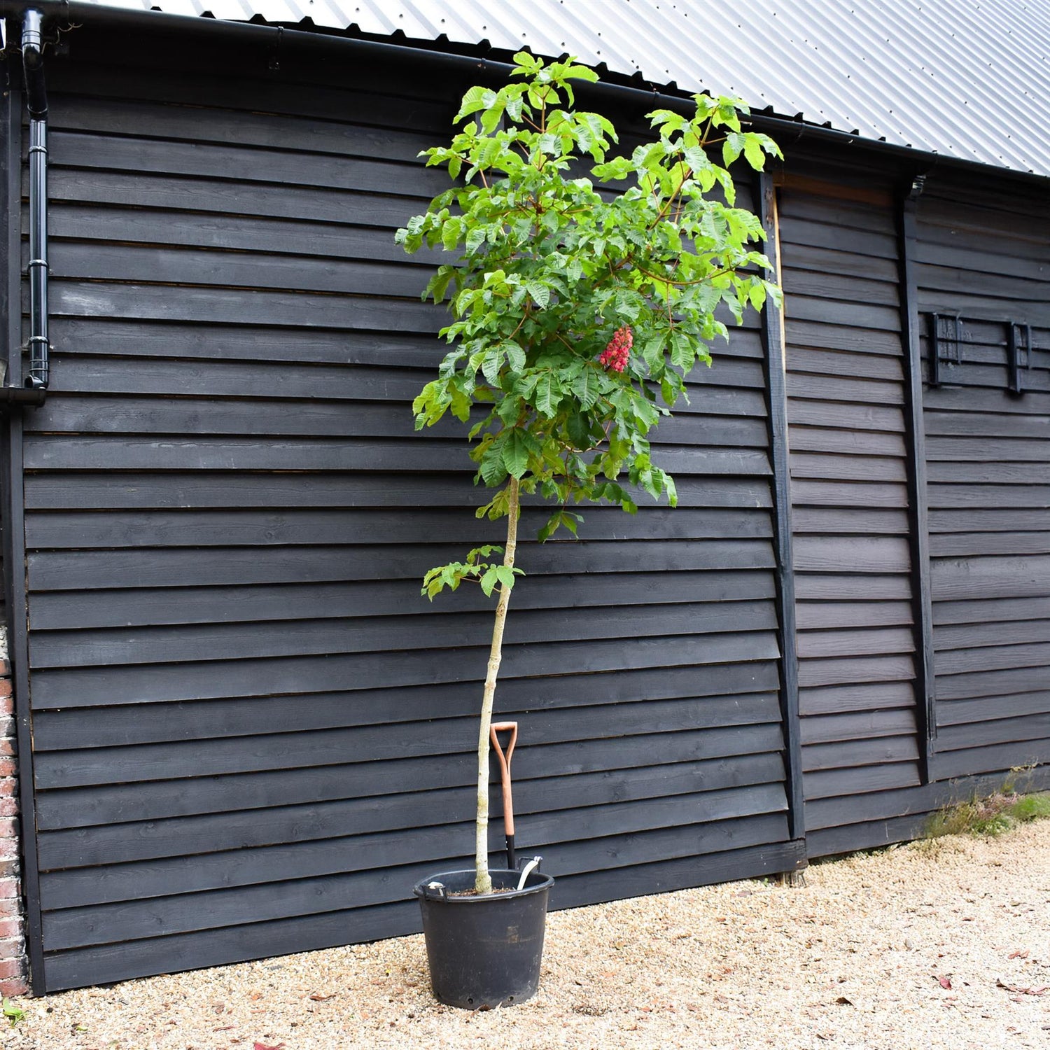 Aesculus carnea 'Briotii' | Red Horse Chestnut - Clear Stem - Standard - Girth 8-10cm - 250-270cm - 70lt