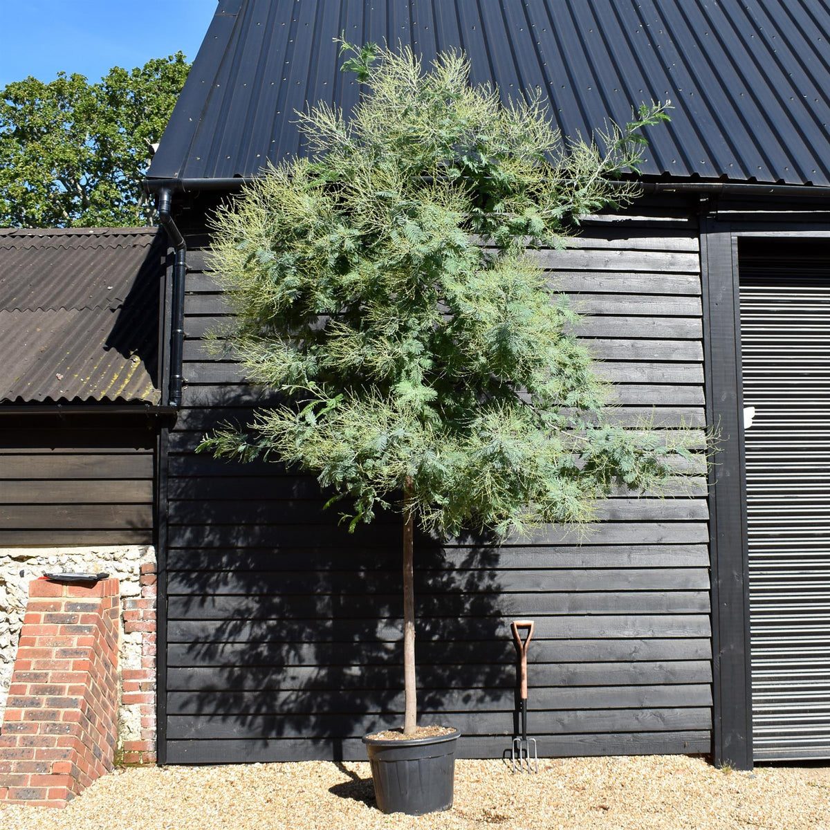 Acacia dealbata - Clear Stem 190-200 - Girth 12-14cm - Height 380-420cm - 70lt