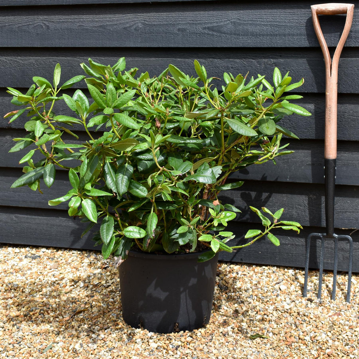 Rhododendron 'Virginia Richards' - Shrub - Height 30-40cm - 20lt