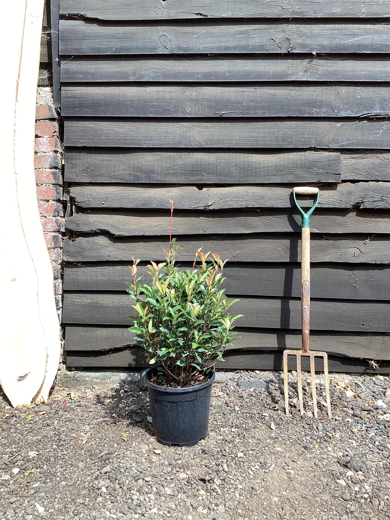 Photinia Red Robin - Compacta - 100-120cm, 10lt
