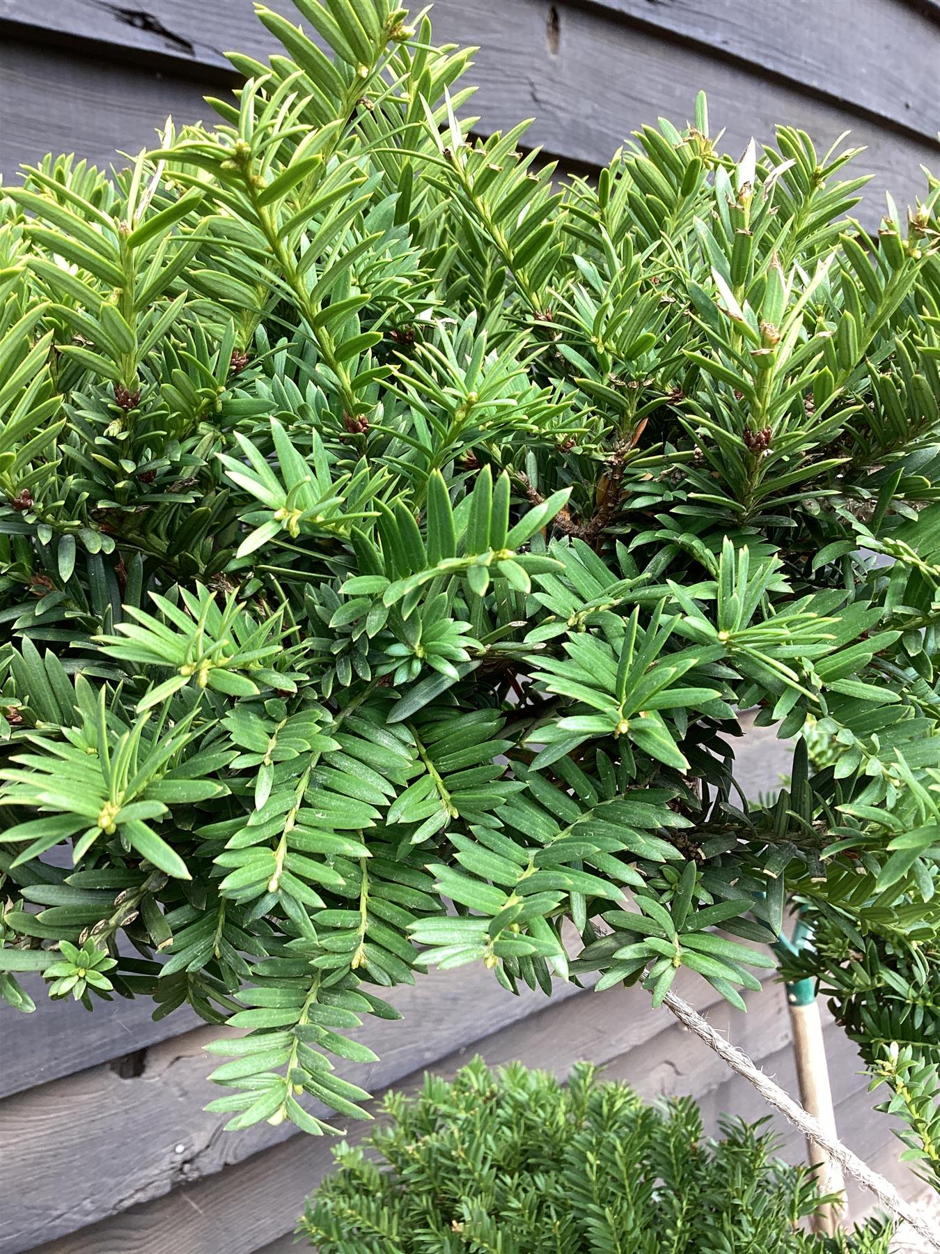 Taxus baccata (Bonsai) - 120-140cm, 90lt