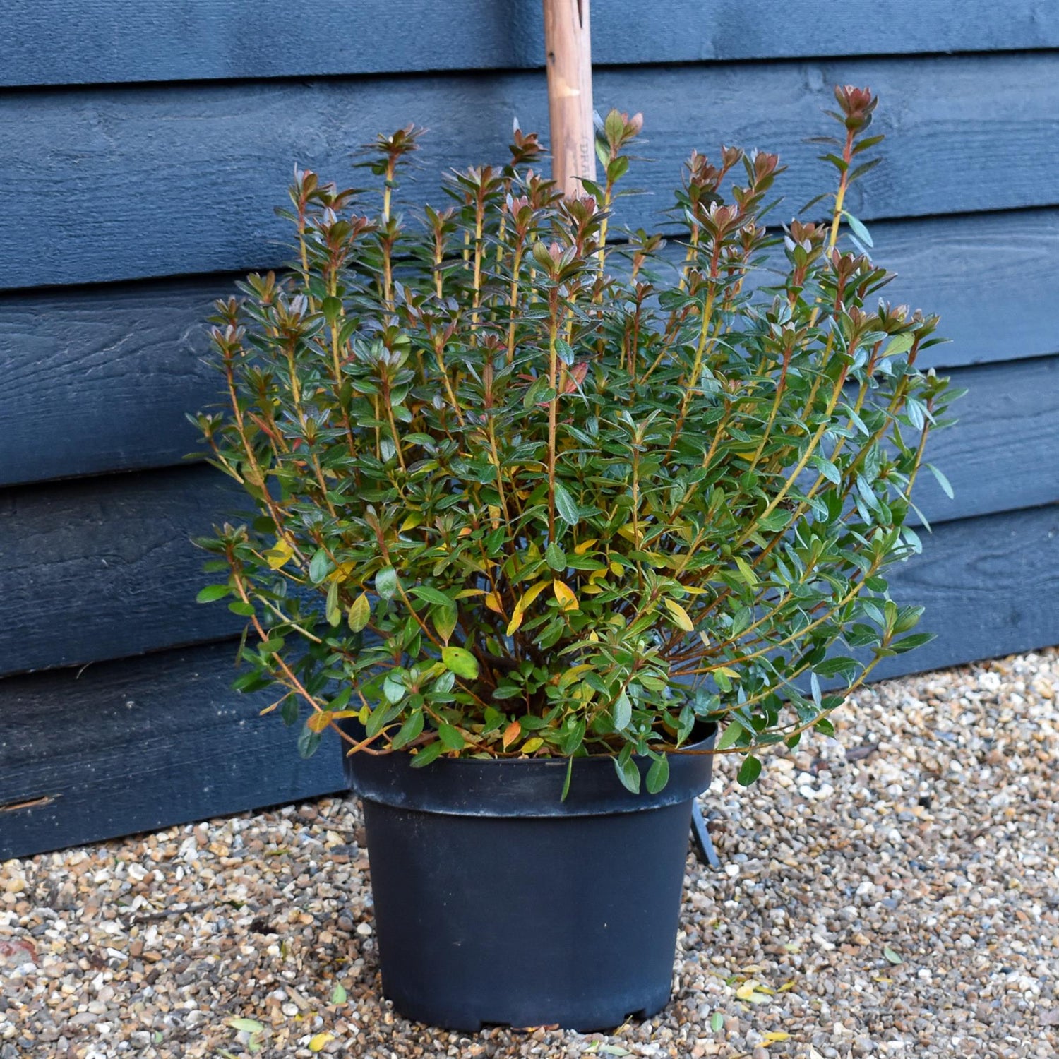 Azalea Japonica Toreador - Orange flower | Rhododendron Radja - Bushy - Height 45-55cm - 10lt